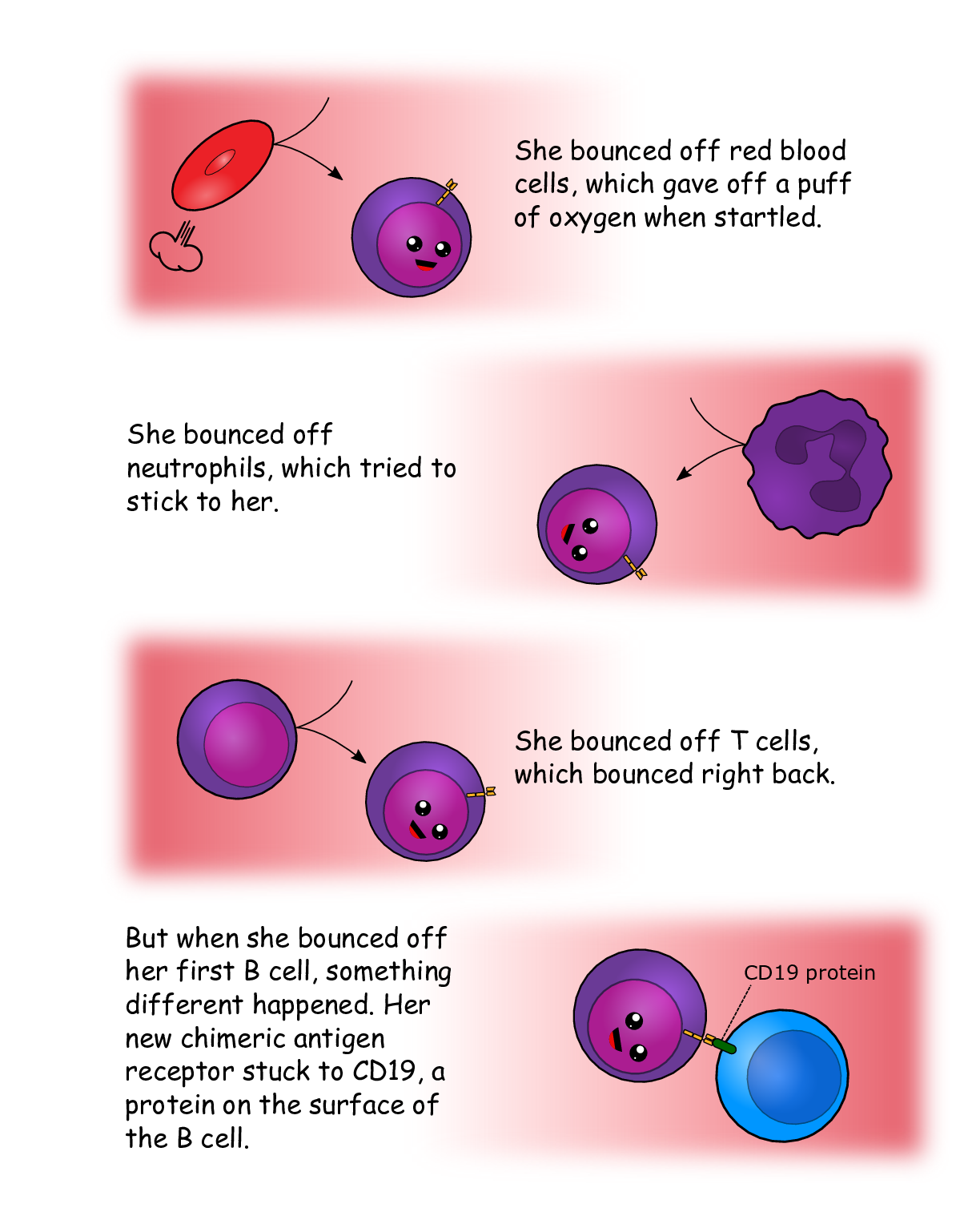 Page 17 (Blood Cell Interactions)